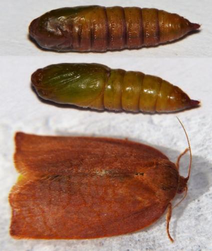 Réf. 193 028 : Cacoecimorpha pronubana